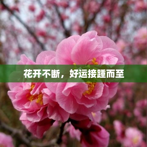 花开不断，好运接踵而至