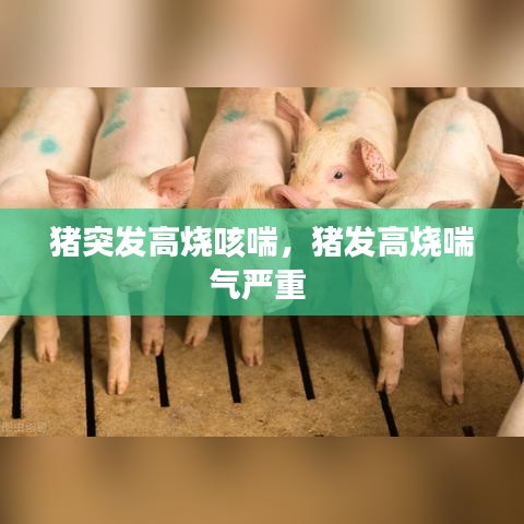 猪突发高烧咳喘，猪发高烧喘气严重 