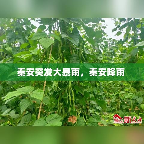 秦安突发大暴雨，秦安降雨 