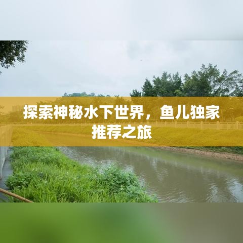 探索神秘水下世界，鱼儿独家推荐之旅