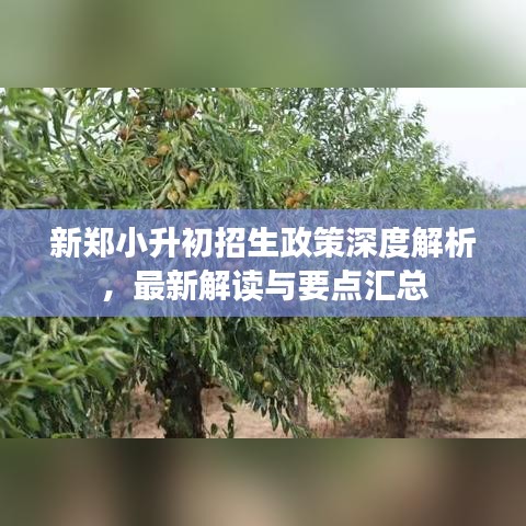 新郑小升初招生政策深度解析，最新解读与要点汇总