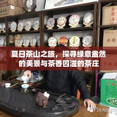 夏日茶山之旅，探寻绿意盎然的美景与茶香四溢的茶庄
