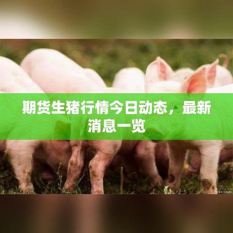 期货生猪行情今日动态，最新消息一览