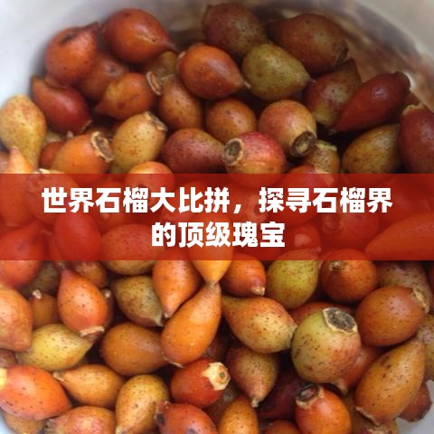 世界石榴大比拼，探寻石榴界的顶级瑰宝