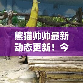 熊猫帅帅最新动态更新！今日揭秘最新消息！