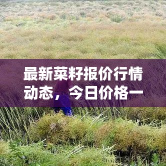 最新菜籽报价行情动态，今日价格一网打尽！