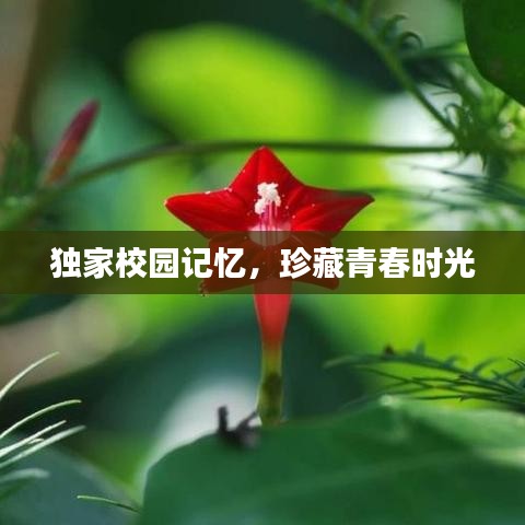 独家校园记忆，珍藏青春时光