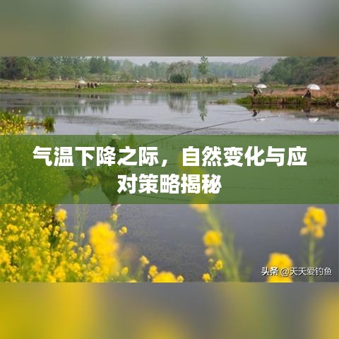 气温下降之际，自然变化与应对策略揭秘