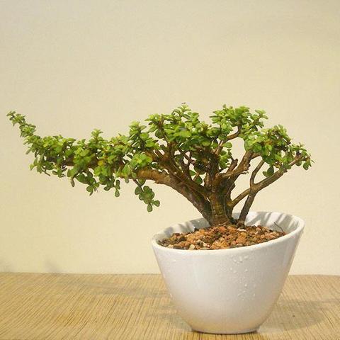 微赚下载官方下载,综合计划评估说明|专家版_v5.473