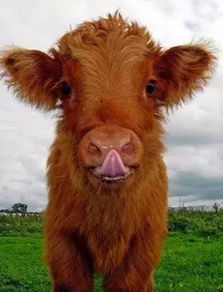 小牛版本,具体步骤指导-增强版1_v5.219