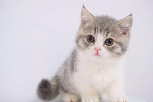 关于猫咪激活码购买及破天单机版的深度拓展，推荐插件与扩展应用